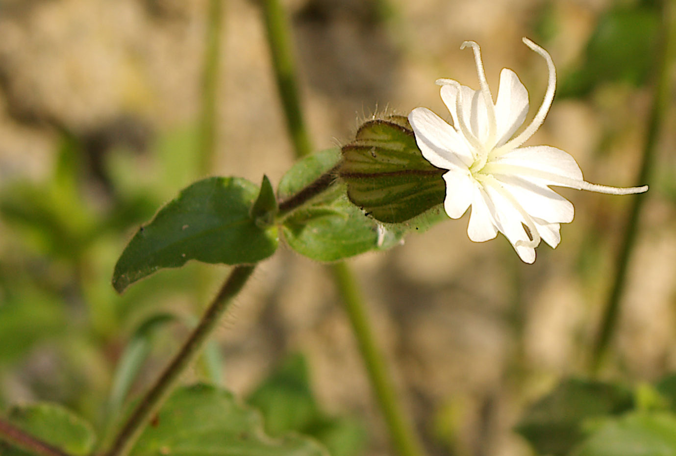 Silene latifolia (=Silene alba) / Silene bianca